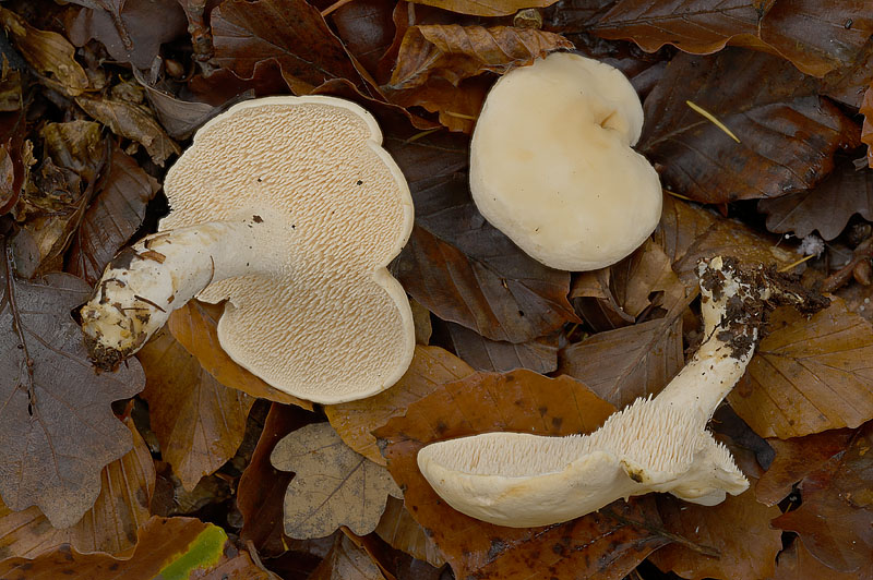 Hydnum repandum